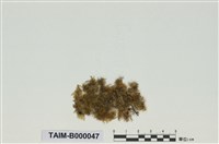 藏品(青苔屬)的圖片